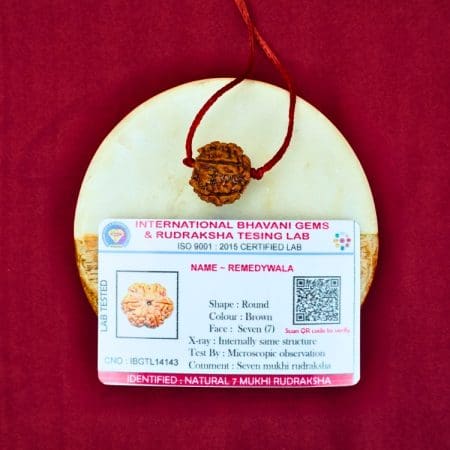 7 Mukhi Rudraksha / Seven Face Rudraksha / Nepali Rudraksha with Certificate