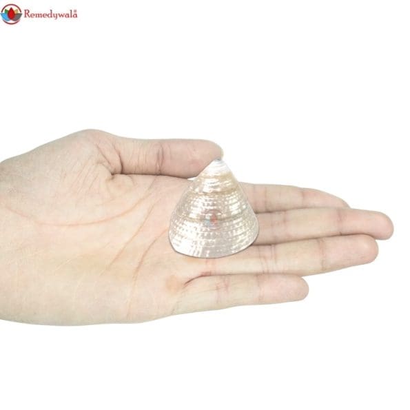 Moti Shankh ( Conch ) For Wealth & Prosperity, Rare and Original To Please Goddess Laxmi