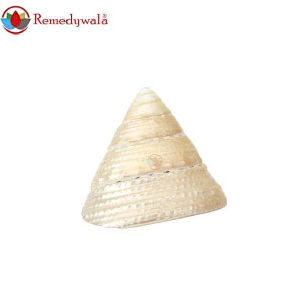 Moti Shankh ( Conch ) For Wealth & Prosperity, Rare and Original To Please Goddess Laxmi
