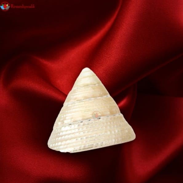 Moti Shankh ( Conch ) For Wealth & Prosperity, Rare and Original To Please Goddess Laxmi