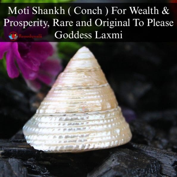 Moti Shankh ( Conch ) For Wealth & Prosperity, Rare and Original To Please Goddess Laxmi