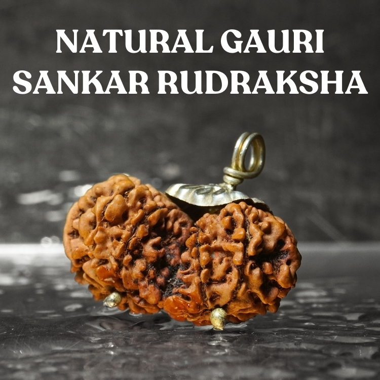 Gauri Shankar Rudraksha