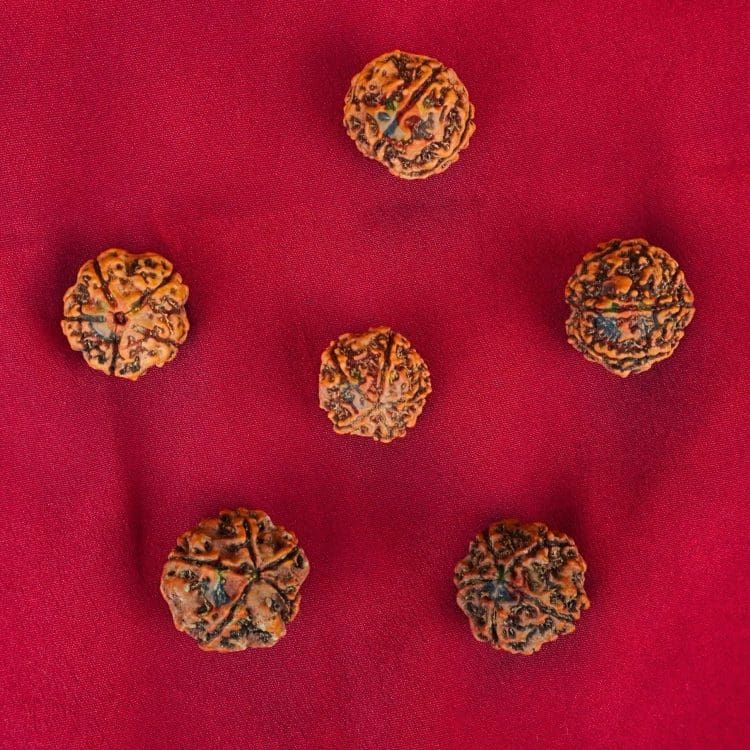 Rudraksha Water Therapy | 5 Mukhi Rudraksha Therapy