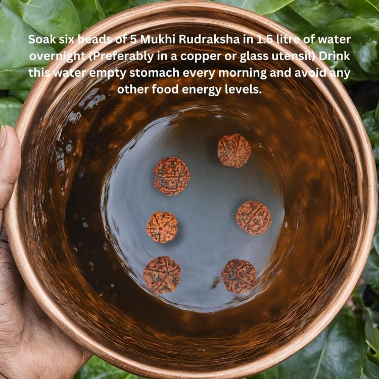 Rudraksha Water Therapy | 5 Mukhi Rudraksha Therapy
