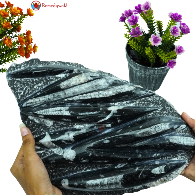 Orthoceras Tower and Plate - Image 3