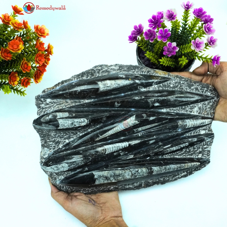 Orthoceras Tower and Plate - Image 2