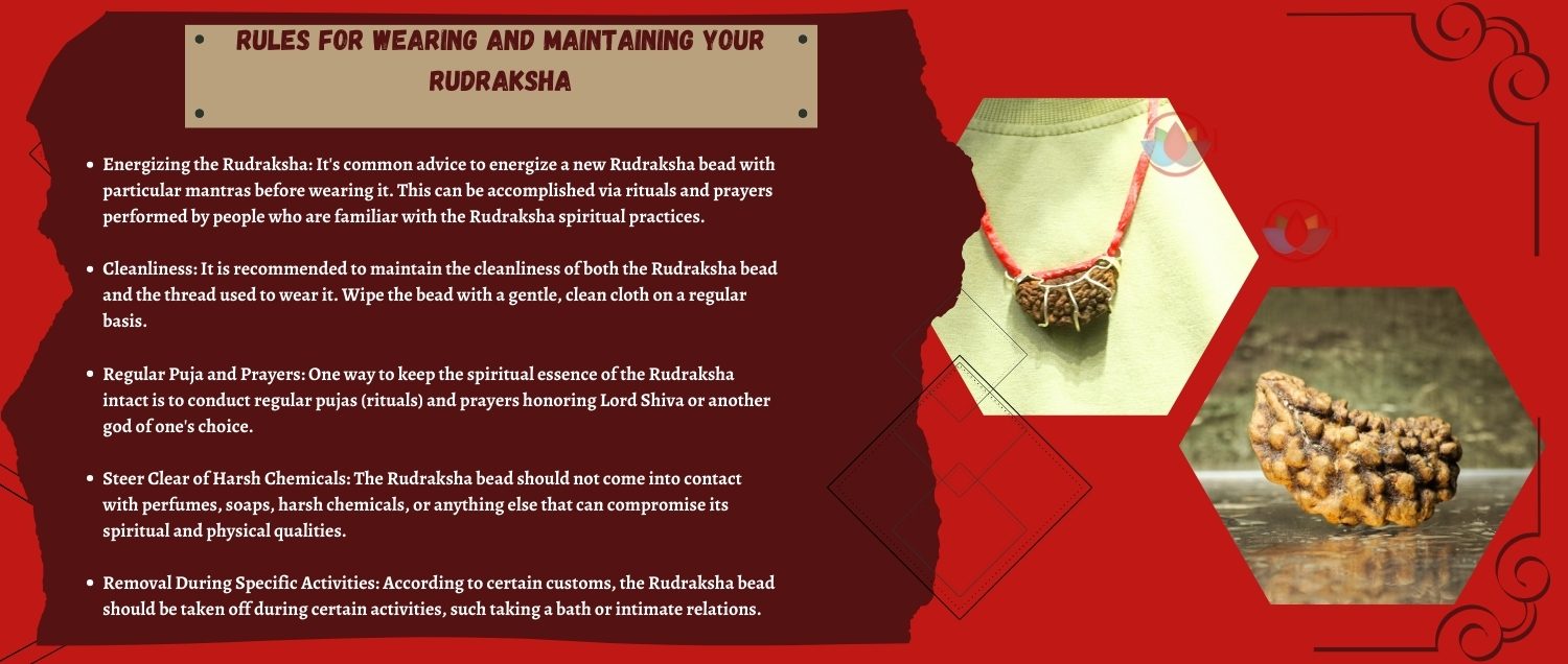 1 Mukhi Rudraksha / One Face Rudraksha 1 Mukhi Rudraksha / One Face Rudraksha