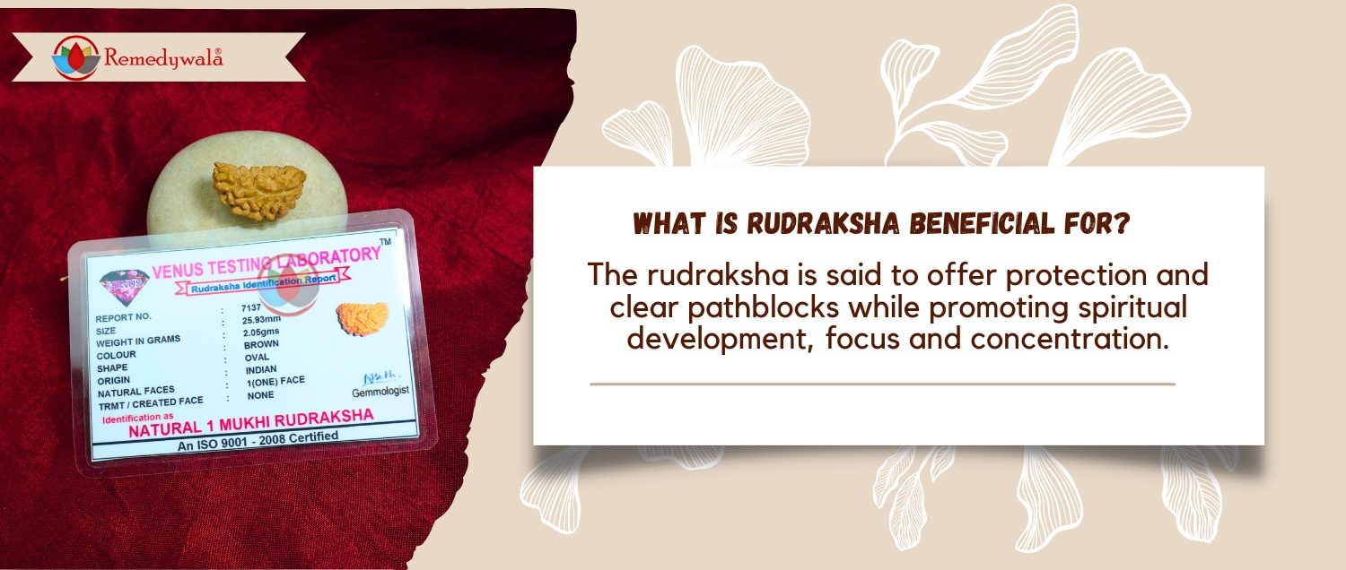 1 Mukhi Rudraksha / One Face Rudraksha 1 Mukhi Rudraksha / One Face Rudraksha