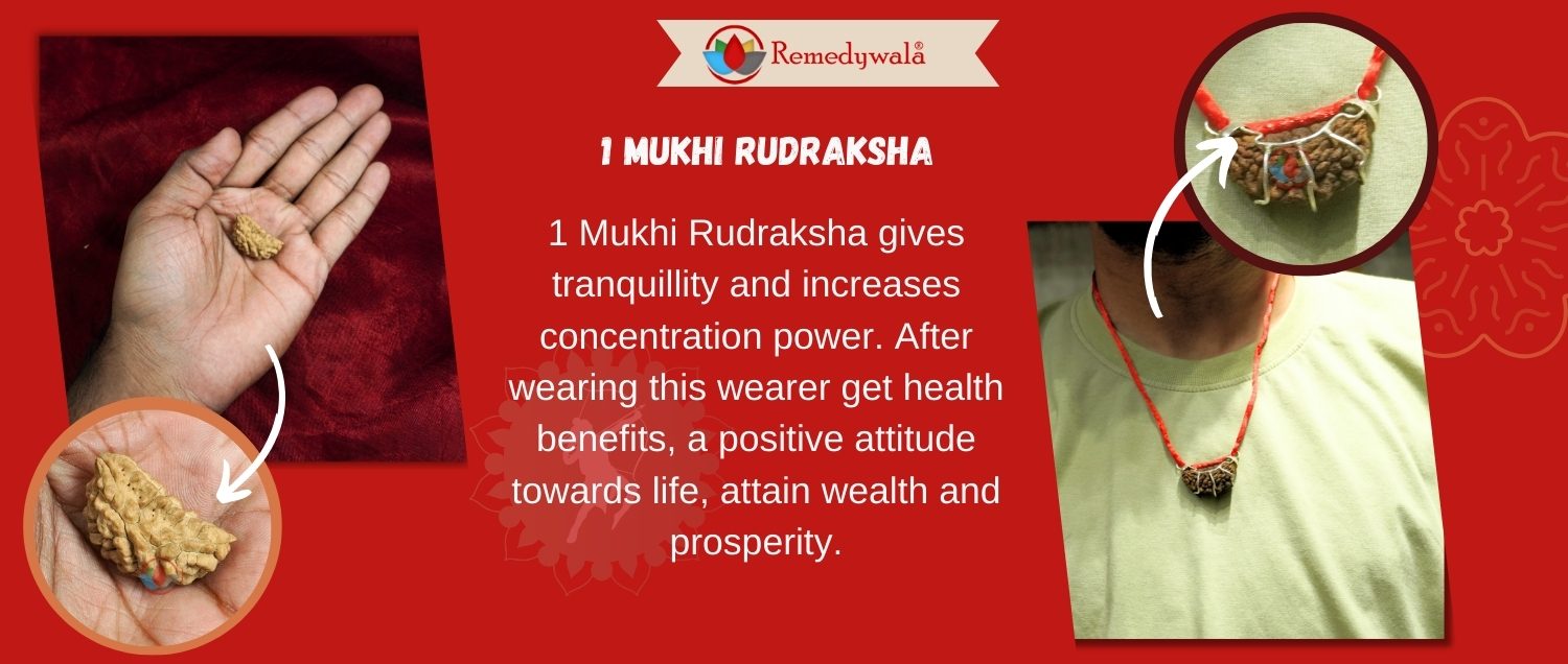 1 Mukhi Rudraksha / One Face Rudraksha 1 Mukhi Rudraksha / One Face Rudraksha