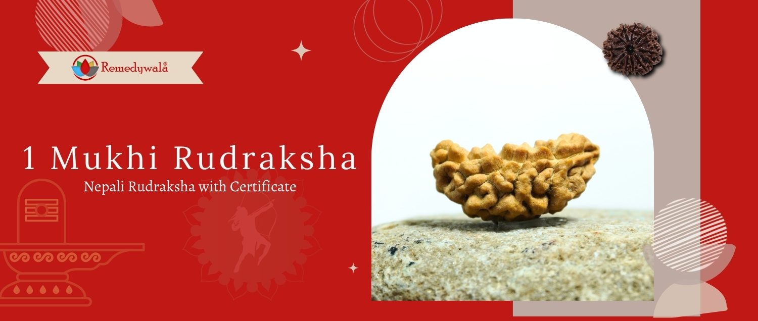 1 Mukhi Rudraksha / One Face Rudraksha 1 Mukhi Rudraksha / One Face Rudraksha