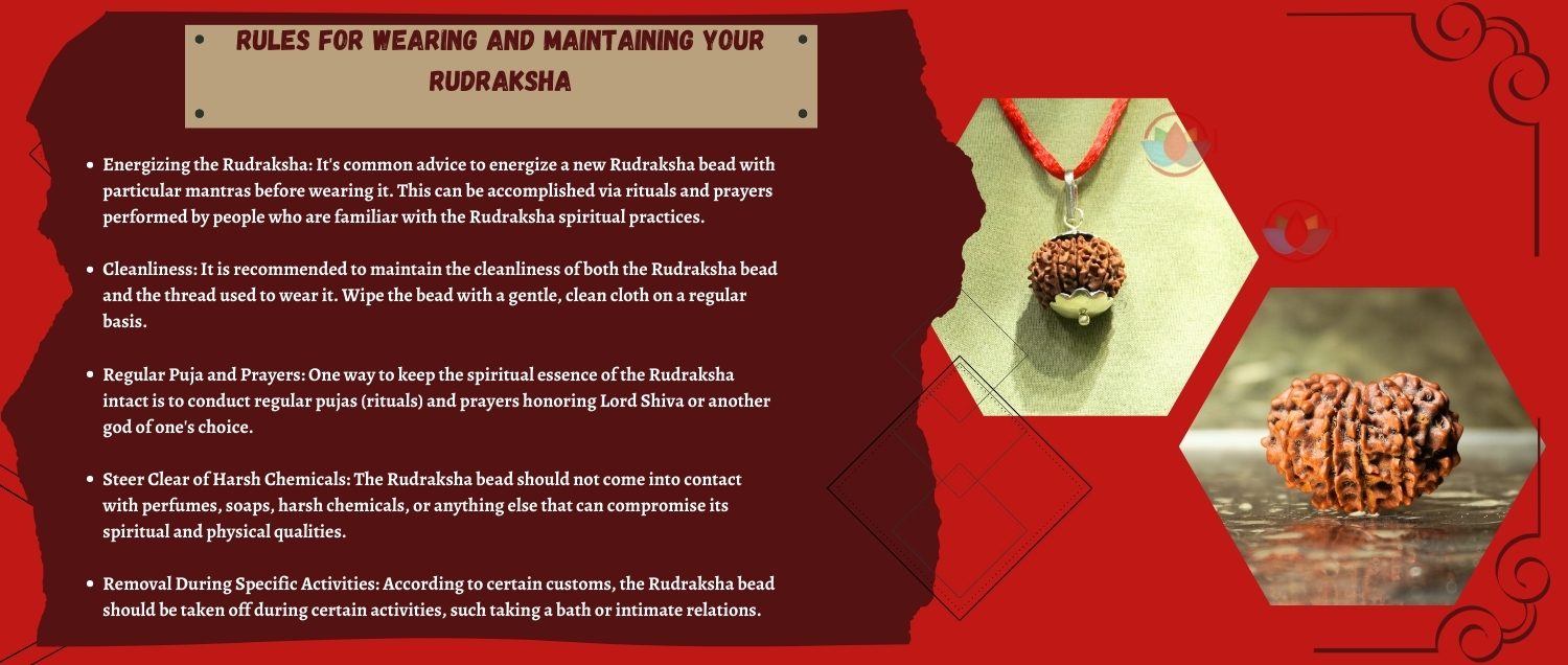 10 Mukhi Rudraksha / Ten Face Rudraksha 10 Mukhi Rudraksha / Ten Face Rudraksha