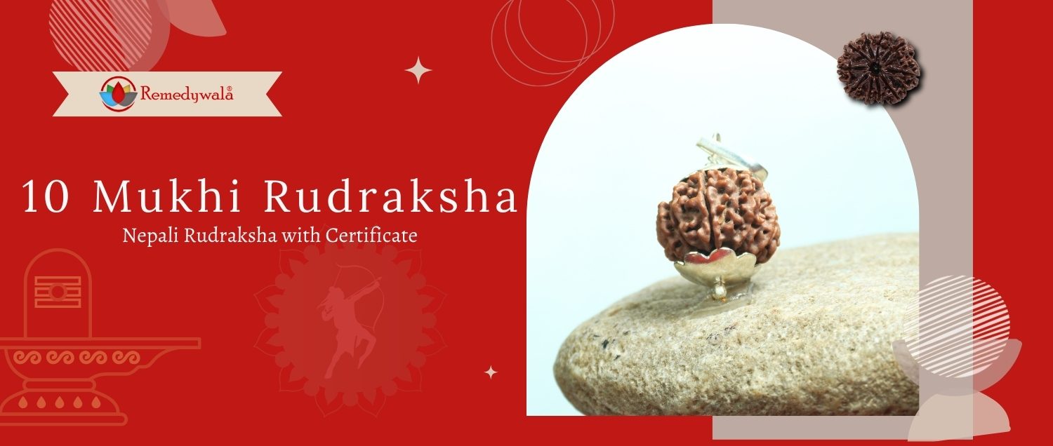 10 Mukhi Rudraksha / Ten Face Rudraksha 10 Mukhi Rudraksha / Ten Face Rudraksha