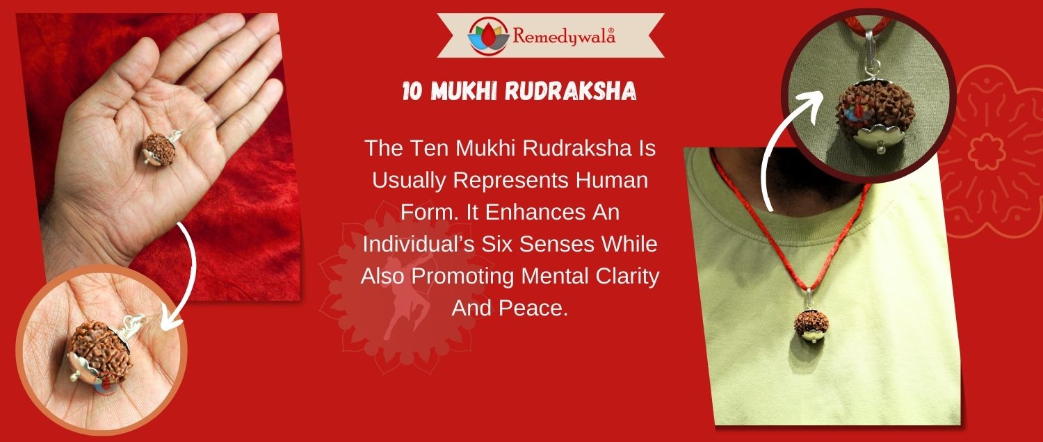 10 Mukhi Rudraksha / Ten Face Rudraksha 10 Mukhi Rudraksha / Ten Face Rudraksha