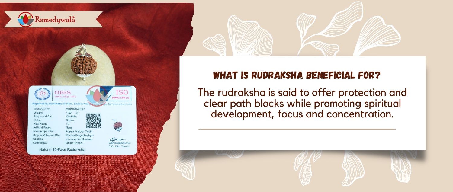 10 Mukhi Rudraksha / Ten Face Rudraksha 10 Mukhi Rudraksha / Ten Face Rudraksha