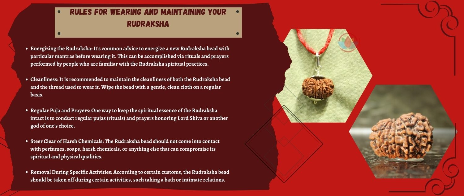 11 Mukhi Rudraksha / Eleven Face Rudraksha 11 Mukhi Rudraksha / Eleven Face Rudraksha