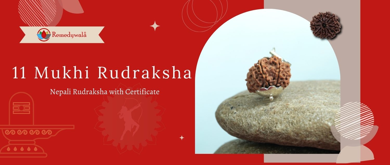 11 Mukhi Rudraksha / Eleven Face Rudraksha 11 Mukhi Rudraksha / Eleven Face Rudraksha