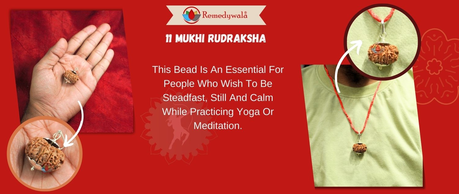 11 Mukhi Rudraksha / Eleven Face Rudraksha 11 Mukhi Rudraksha / Eleven Face Rudraksha