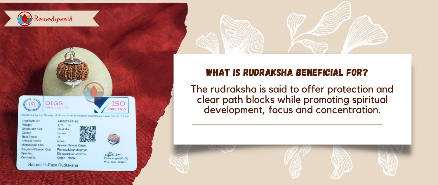 11 Mukhi Rudraksha / Eleven Face Rudraksha 11 Mukhi Rudraksha / Eleven Face Rudraksha