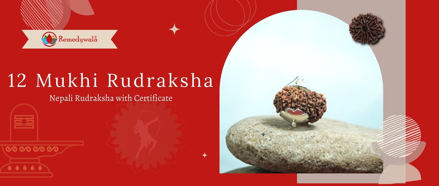 12 Mukhi Rudraksha/Twelve Face Nepali Rudraksha 12 Mukhi Rudraksha/Twelve Face Nepali Rudraksha