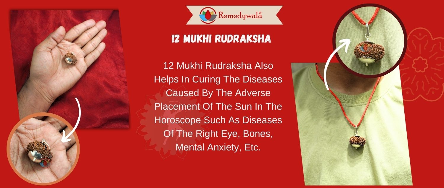 12 Mukhi Rudraksha/Twelve Face Nepali Rudraksha 12 Mukhi Rudraksha/Twelve Face Nepali Rudraksha
