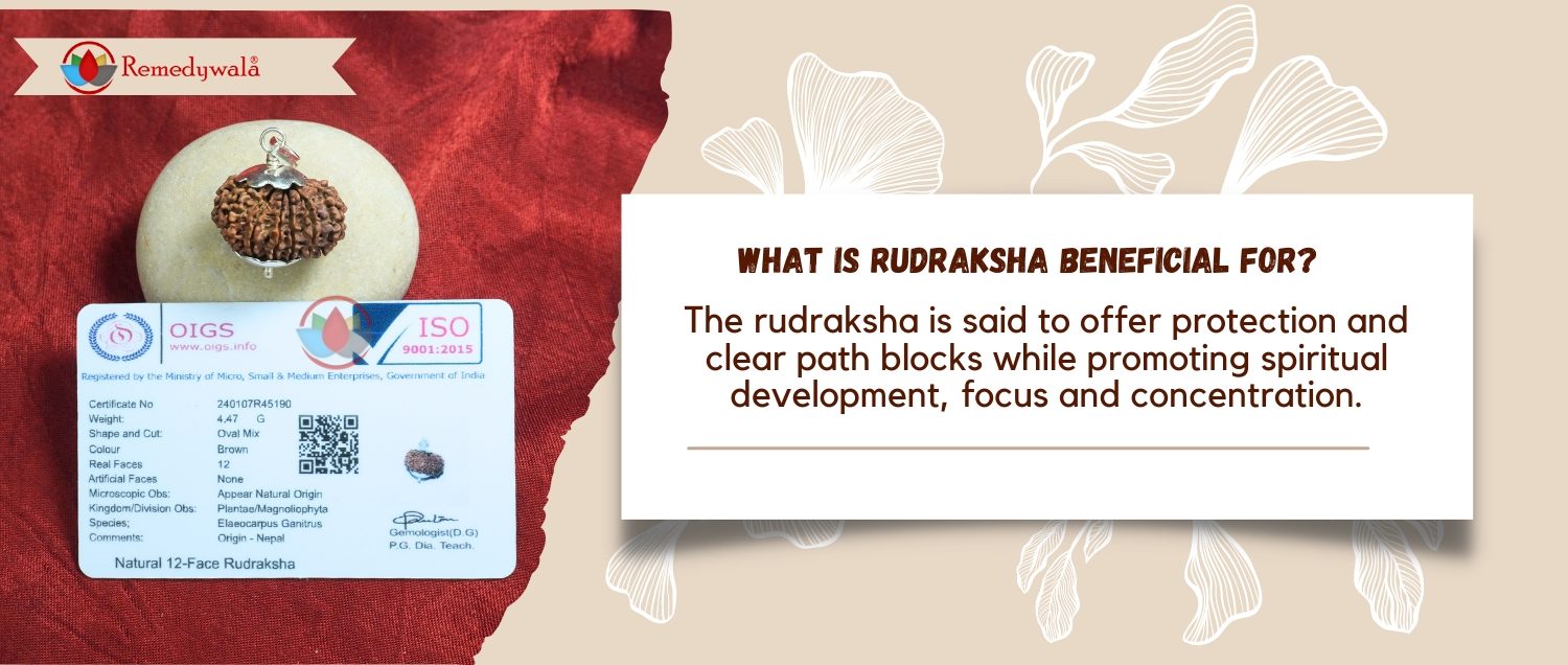 12 Mukhi Rudraksha/Twelve Face Nepali Rudraksha 12 Mukhi Rudraksha/Twelve Face Nepali Rudraksha