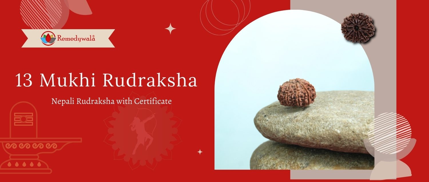 13 Mukhi Rudraksha / Thirteen Face Rudraksha 13 Mukhi Rudraksha / Thirteen Face Rudraksha