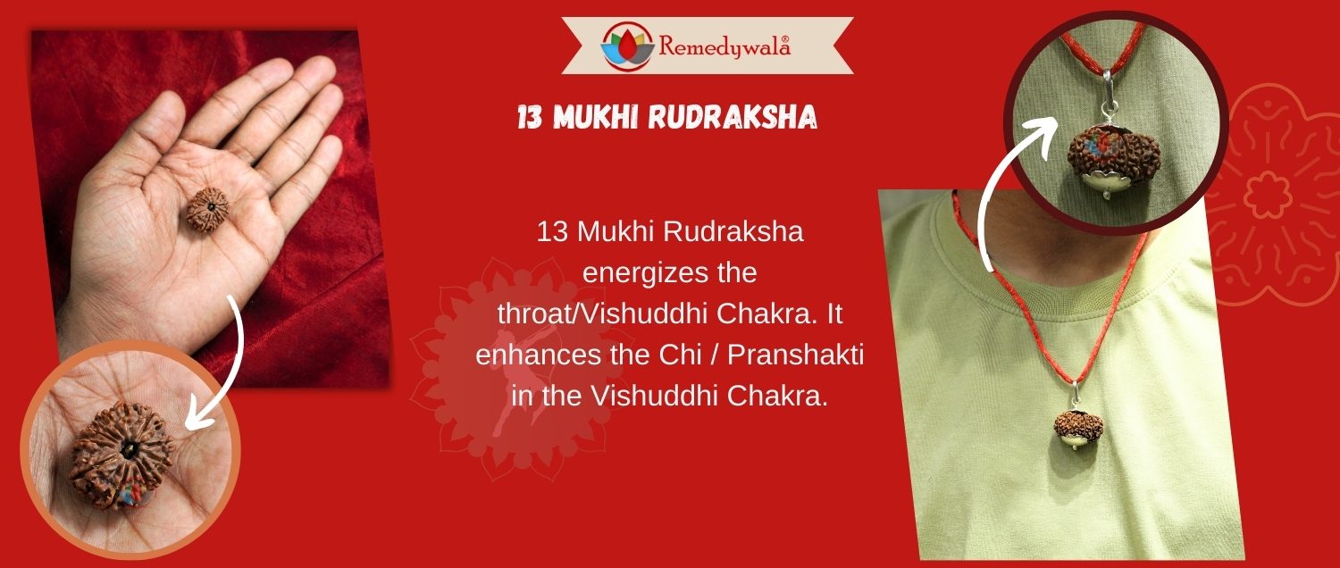13 Mukhi Rudraksha / Thirteen Face Rudraksha 13 Mukhi Rudraksha / Thirteen Face Rudraksha