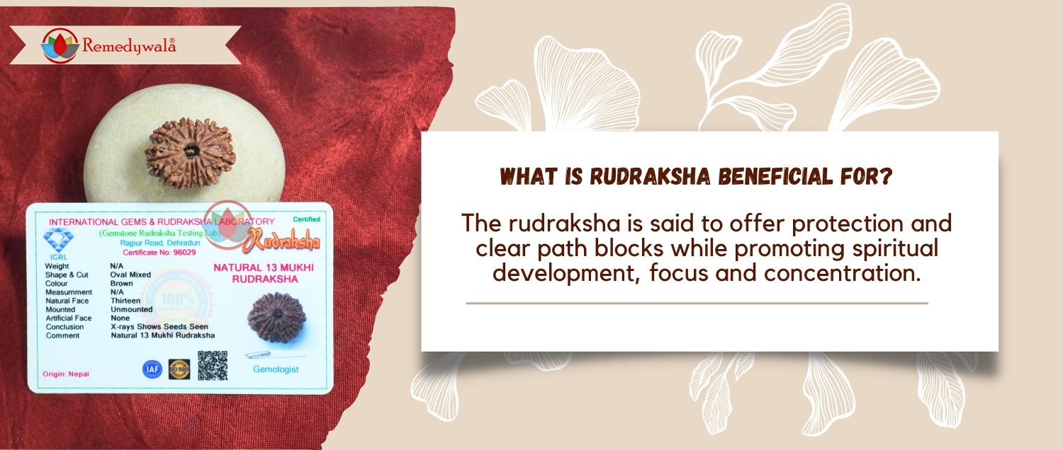 13 Mukhi Rudraksha / Thirteen Face Rudraksha 13 Mukhi Rudraksha / Thirteen Face Rudraksha
