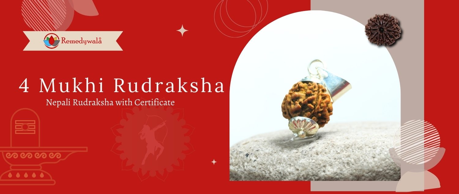 4 Mukhi Rudraksha / Four Face Rudraksha 4 Mukhi Rudraksha / Four Face Rudraksha