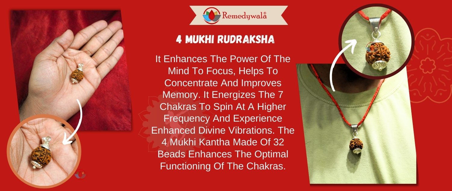 4 Mukhi Rudraksha / Four Face Rudraksha 4 Mukhi Rudraksha / Four Face Rudraksha