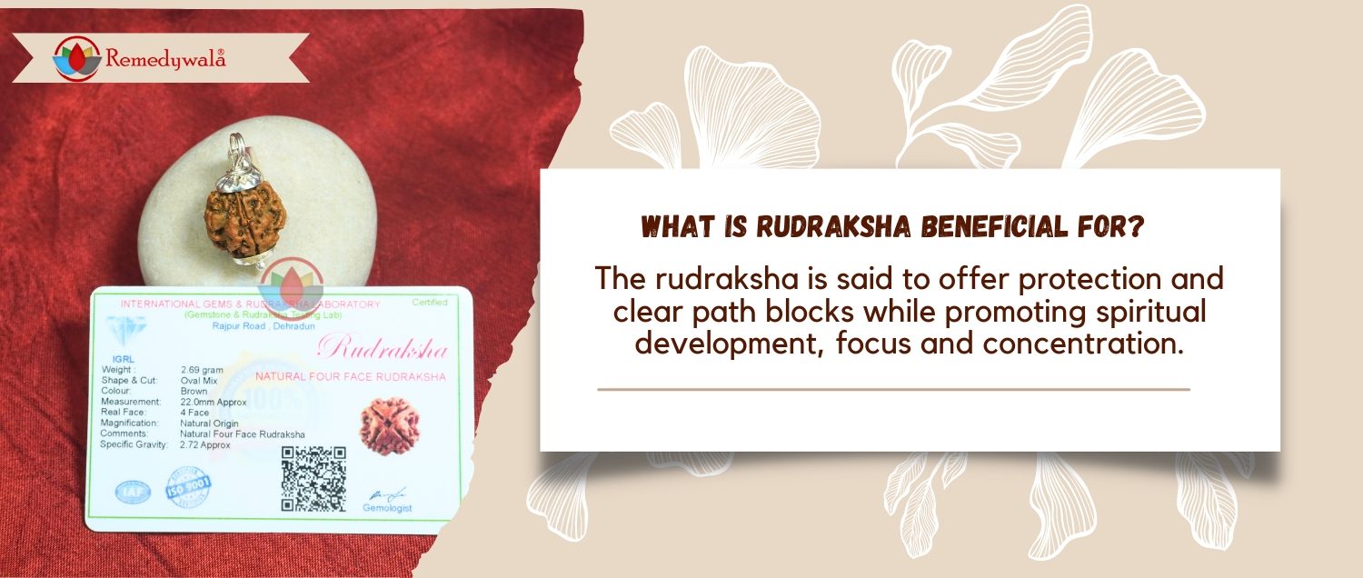 4 Mukhi Rudraksha / Four Face Rudraksha 4 Mukhi Rudraksha / Four Face Rudraksha