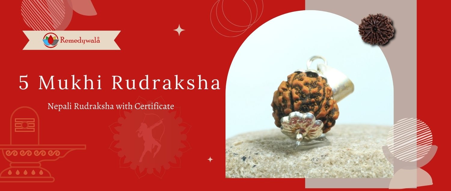 5 Mukhi Rudraksha / Five Face Rudraksha 5 Mukhi Rudraksha / Five Face Rudraksha