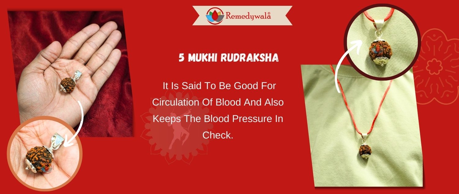 5 Mukhi Rudraksha / Five Face Rudraksha 5 Mukhi Rudraksha / Five Face Rudraksha