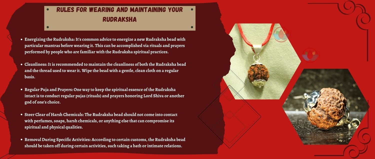 5 Mukhi Rudraksha / Five Face Rudraksha 5 Mukhi Rudraksha / Five Face Rudraksha