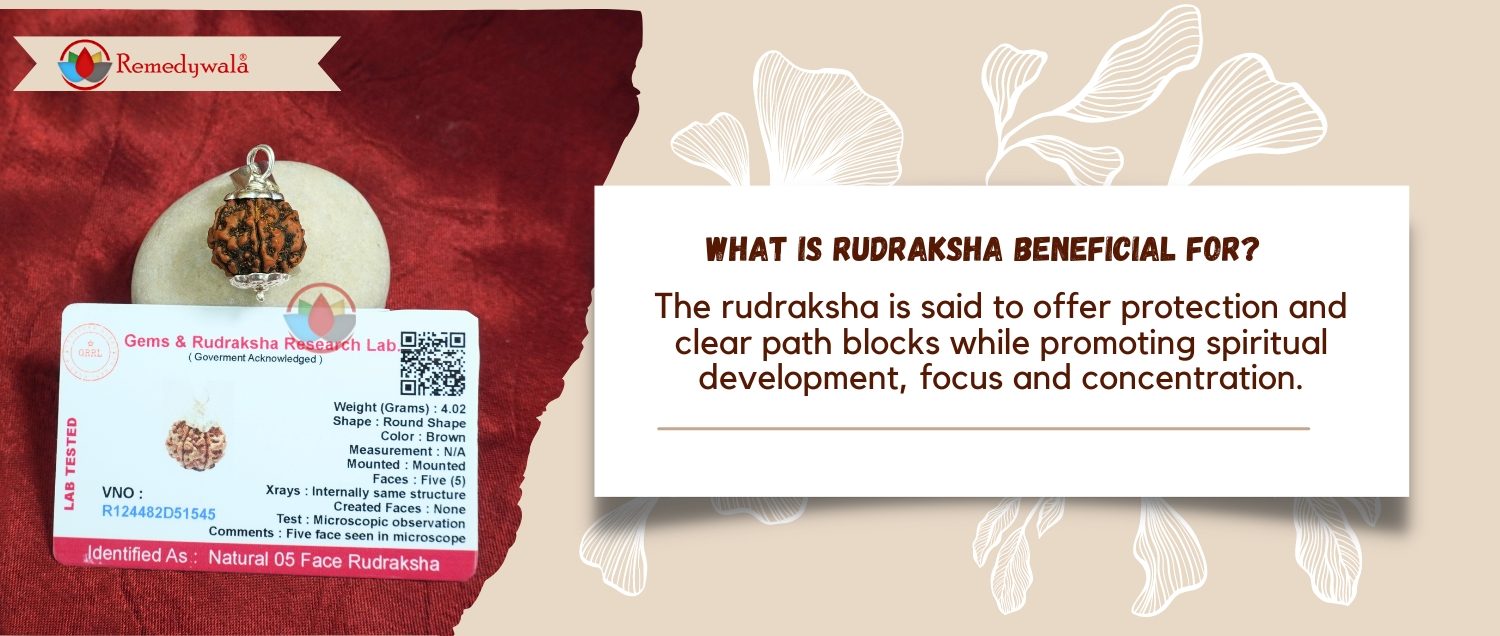 5 Mukhi Rudraksha / Five Face Rudraksha 5 Mukhi Rudraksha / Five Face Rudraksha