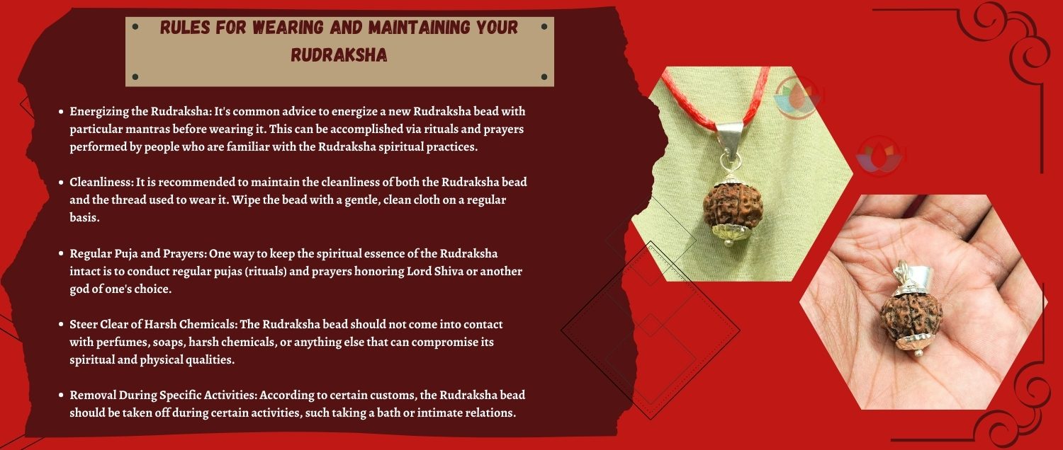 6 Mukhi Rudraksha / Six Face Rudraksha6 Mukhi Rudraksha / Six Face Rudraksha 6 Mukhi Rudraksha / Six Face Rudraksha