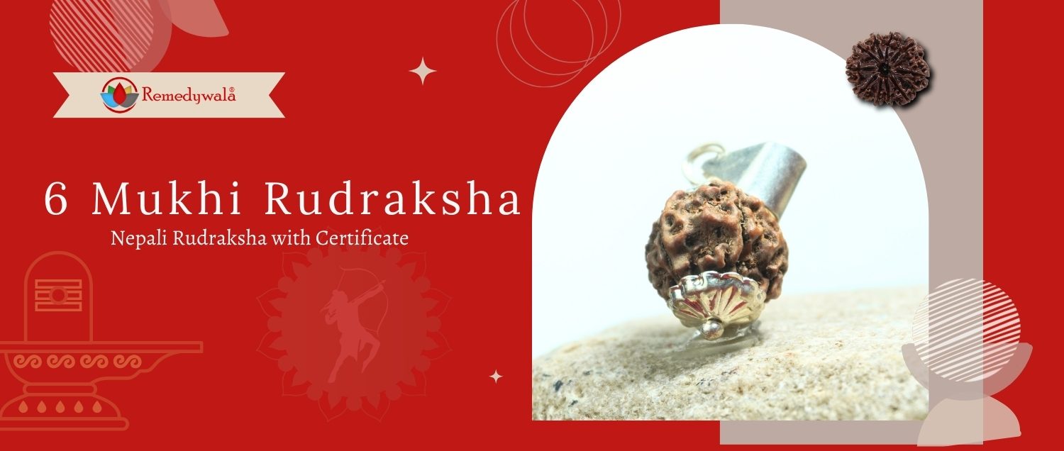 6 Mukhi Rudraksha / Six Face Rudraksha 6 Mukhi Rudraksha / Six Face Rudraksha