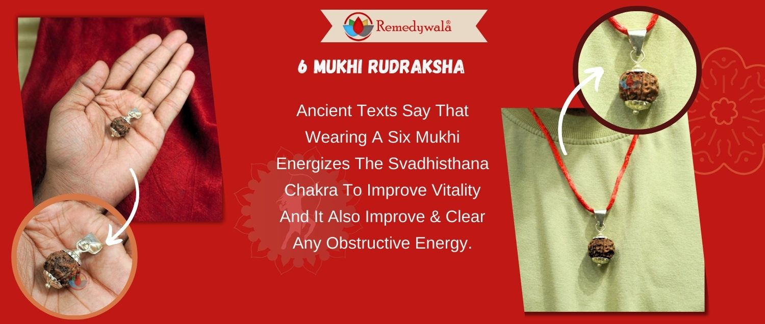 6 Mukhi Rudraksha / Six Face Rudraksha 6 Mukhi Rudraksha / Six Face Rudraksha