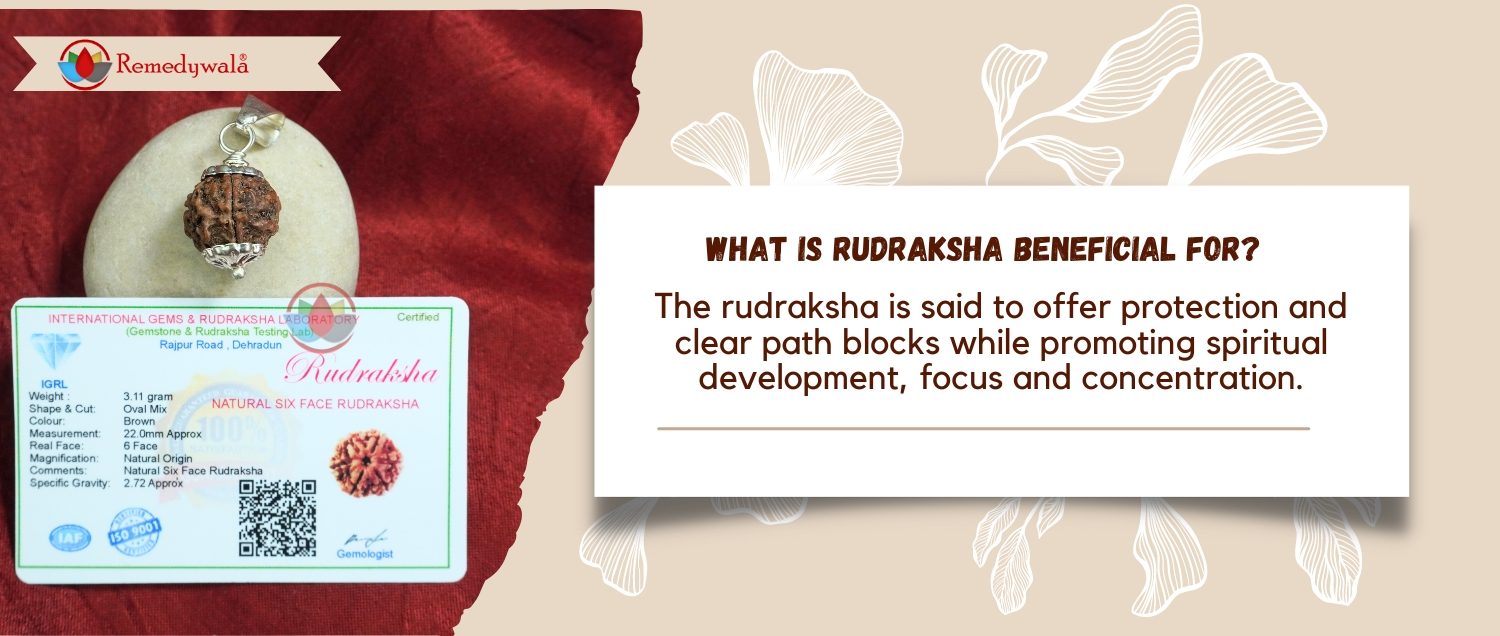 6 Mukhi Rudraksha / Six Face Rudraksha 6 Mukhi Rudraksha / Six Face Rudraksha