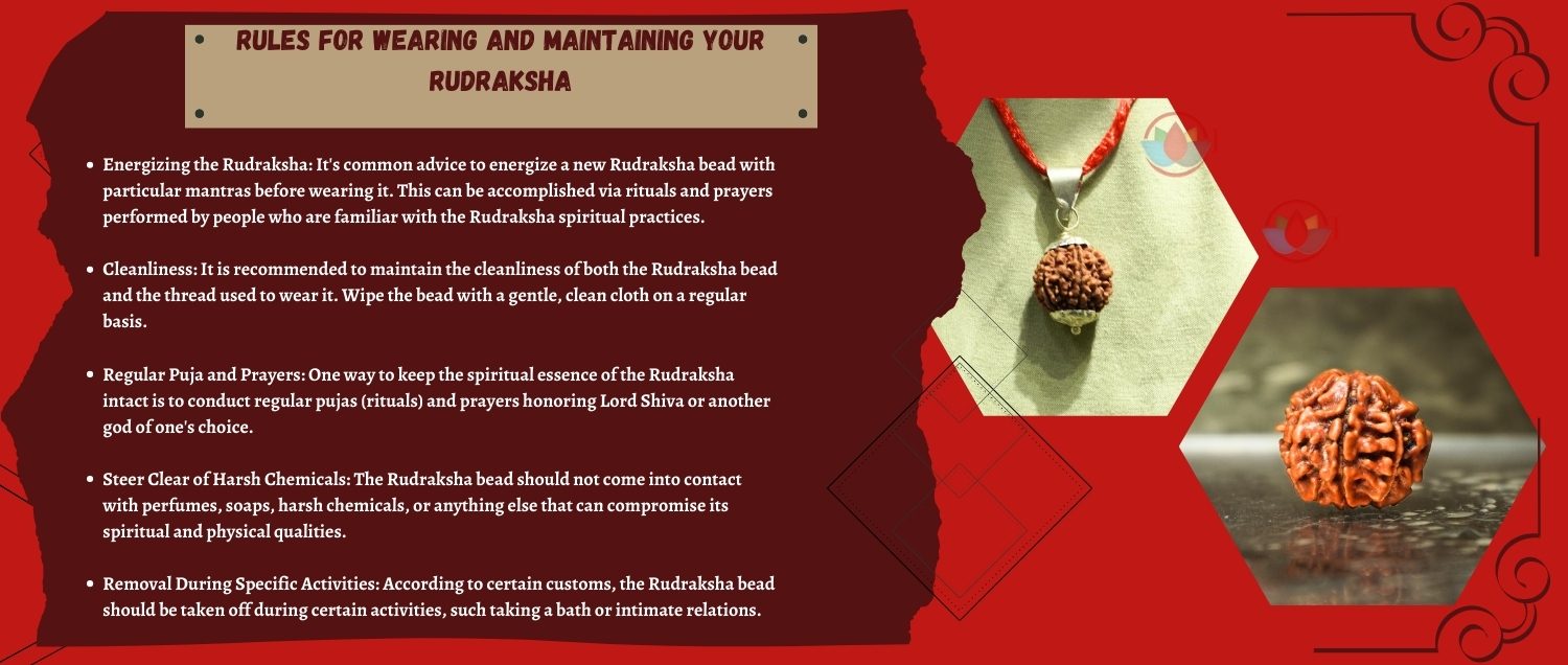 7 Mukhi Rudraksha / Seven Face Rudraksha 7 Mukhi Rudraksha / Seven Face Rudraksha