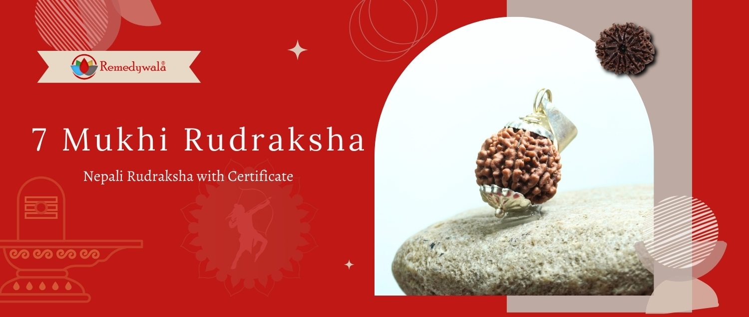 7 Mukhi Rudraksha / Seven Face Rudraksha 7 Mukhi Rudraksha / Seven Face Rudraksha