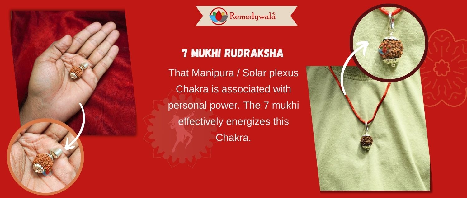 7 Mukhi Rudraksha / Seven Face Rudraksha 7 Mukhi Rudraksha / Seven Face Rudraksha