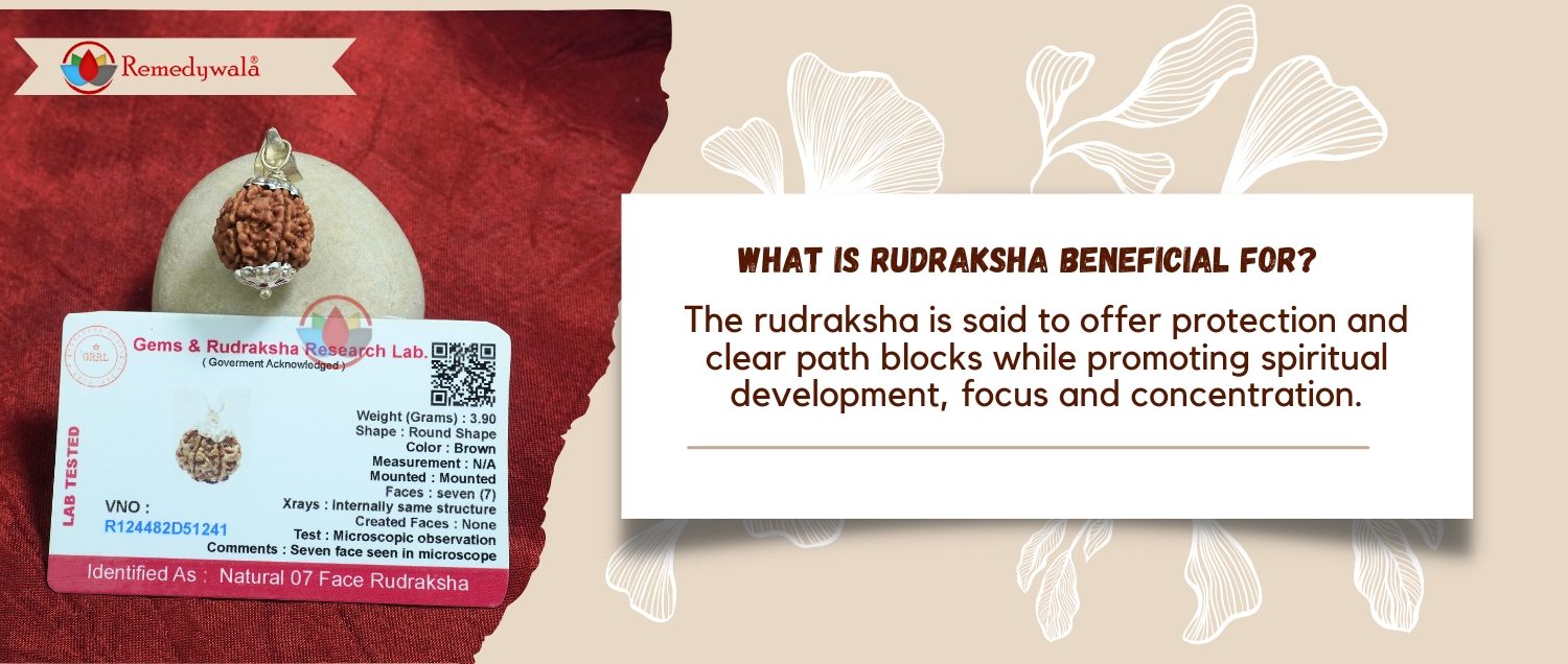 7 Mukhi Rudraksha / Seven Face Rudraksha 7 Mukhi Rudraksha / Seven Face Rudraksha