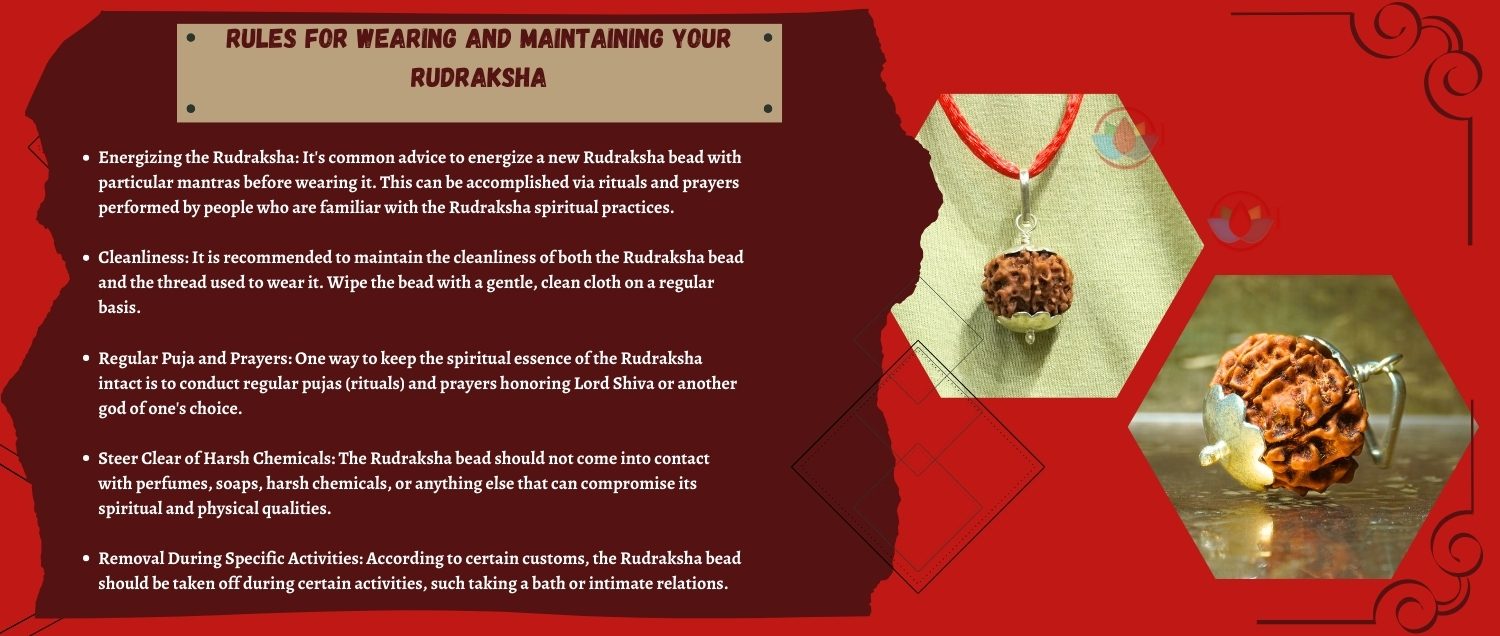 8 Mukhi Rudraksha / Eight Face Rudraksha 8 Mukhi Rudraksha / Eight Face Rudraksha