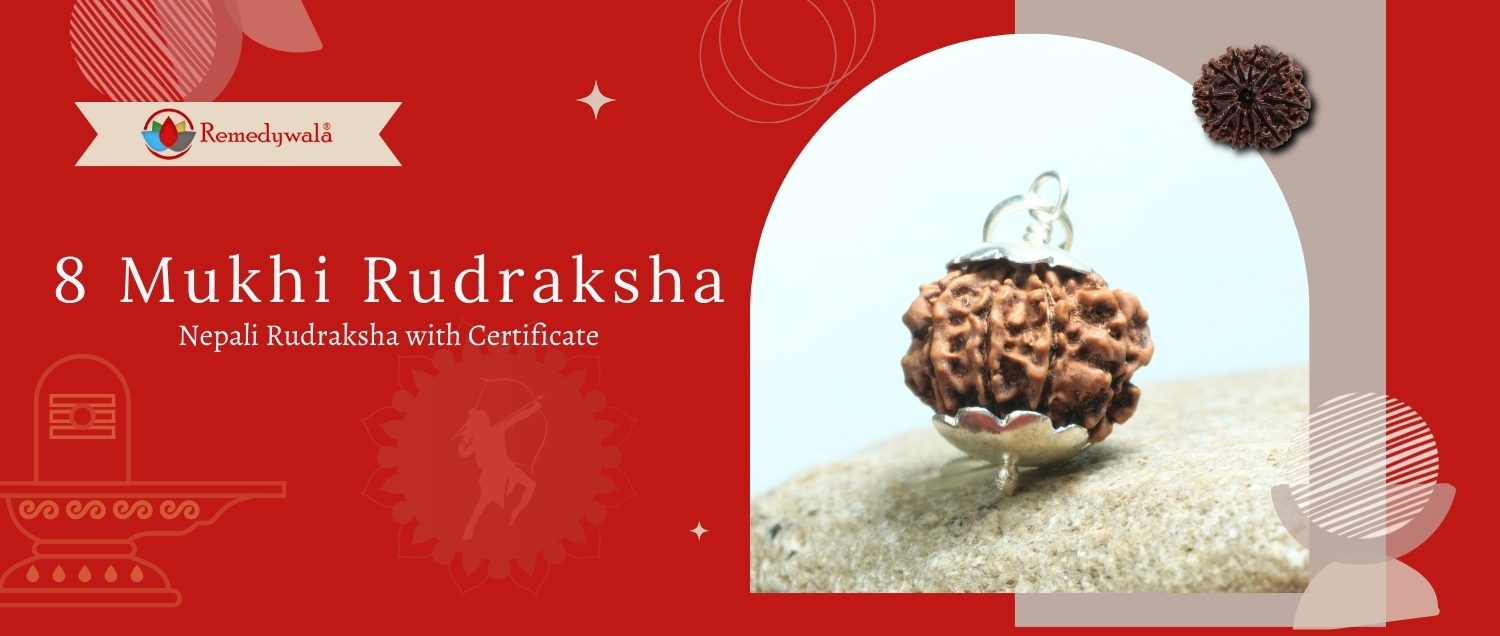8 Mukhi Rudraksha / Eight Face Rudraksha 8 Mukhi Rudraksha / Eight Face Rudraksha