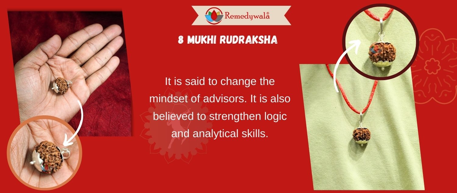 8 Mukhi Rudraksha / Eight Face Rudraksha 8 Mukhi Rudraksha / Eight Face Rudraksha
