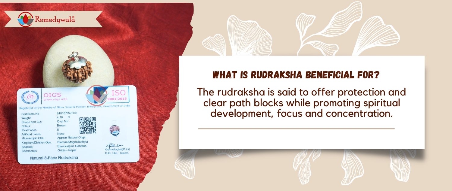8 Mukhi Rudraksha / Eight Face Rudraksha 8 Mukhi Rudraksha / Eight Face Rudraksha