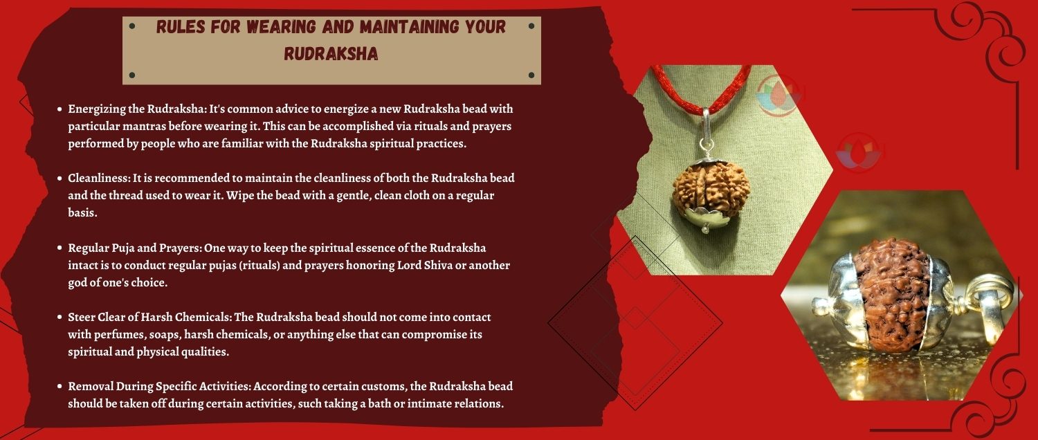 9 Mukhi Rudraksha / Nine Face Rudraksha 9 Mukhi Rudraksha / Nine Face Rudraksha