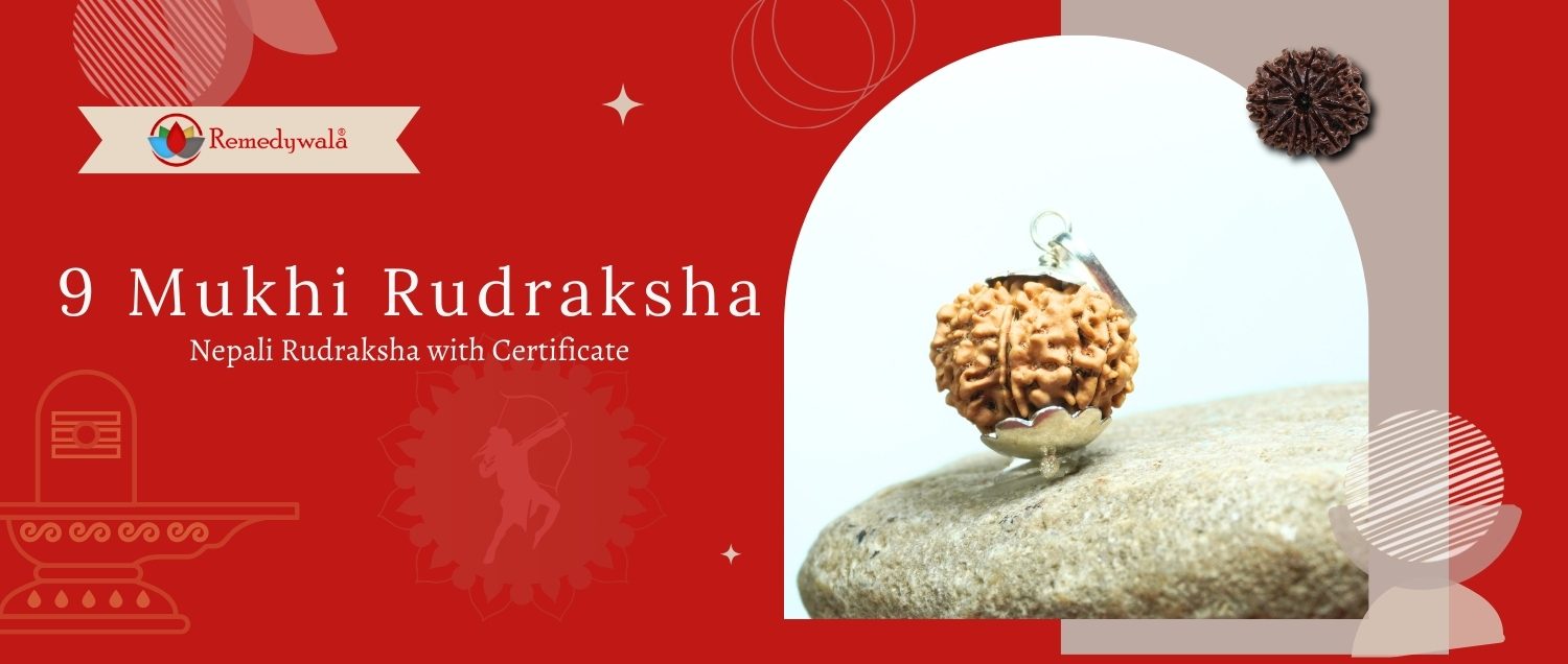 9 Mukhi Rudraksha / Nine Face Rudraksha 9 Mukhi Rudraksha / Nine Face Rudraksha