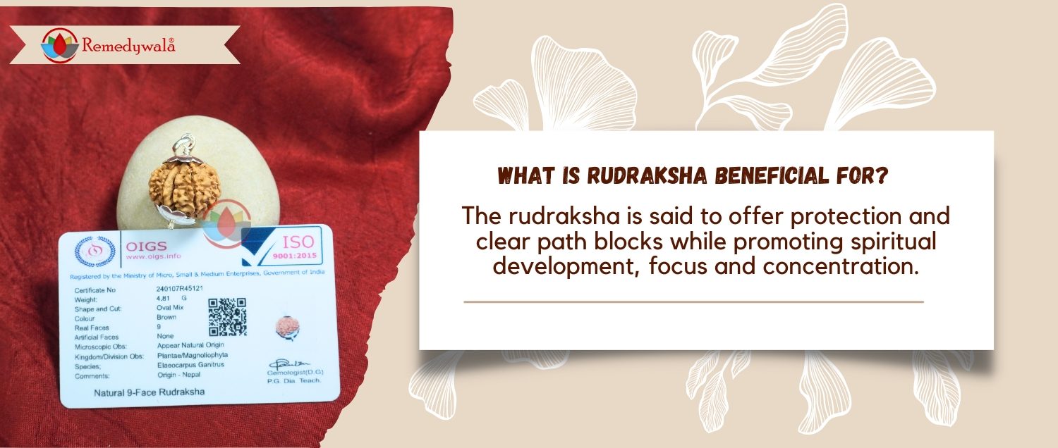 9 Mukhi Rudraksha / Nine Face Rudraksha 9 Mukhi Rudraksha / Nine Face Rudraksha